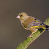 Greenfinch 1 